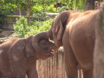chesterzoo2006-01