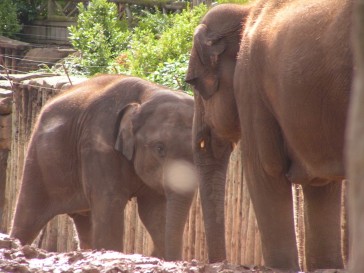 chesterzoo2006-02