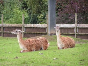 chesterzoo2006-03
