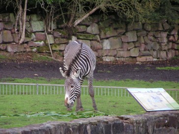 chesterzoo2006-07