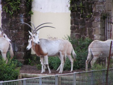 chesterzoo2006-08