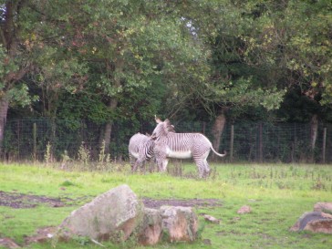 chesterzoo2006-11