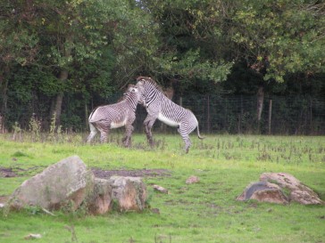 chesterzoo2006-12