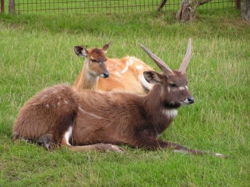 chesterzoo2006-13