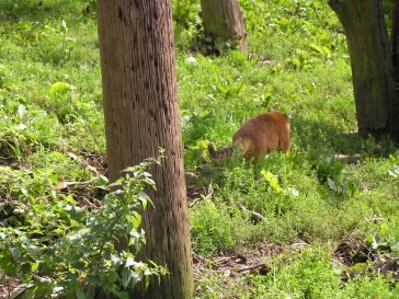 chesterzoo2006-20