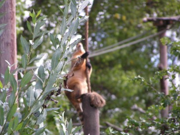 chesterzoo2006-22