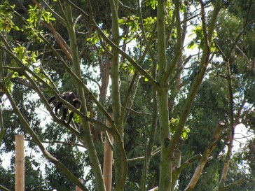 chesterzoo2006-25