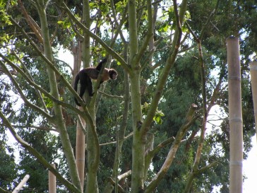 chesterzoo2006-26