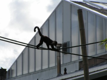 chesterzoo2006-27