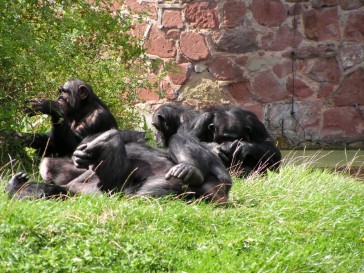 chesterzoo2006-28