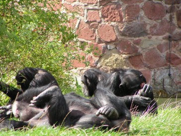 chesterzoo2006-29
