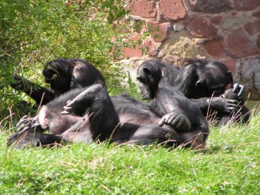 chesterzoo2006-30