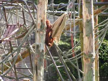 chesterzoo2006-32
