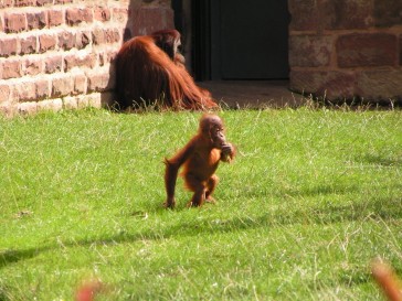 chesterzoo2006-33