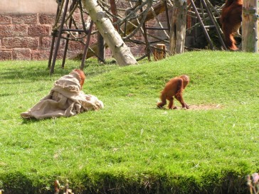 chesterzoo2006-34