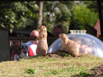 chesterzoo2006-35